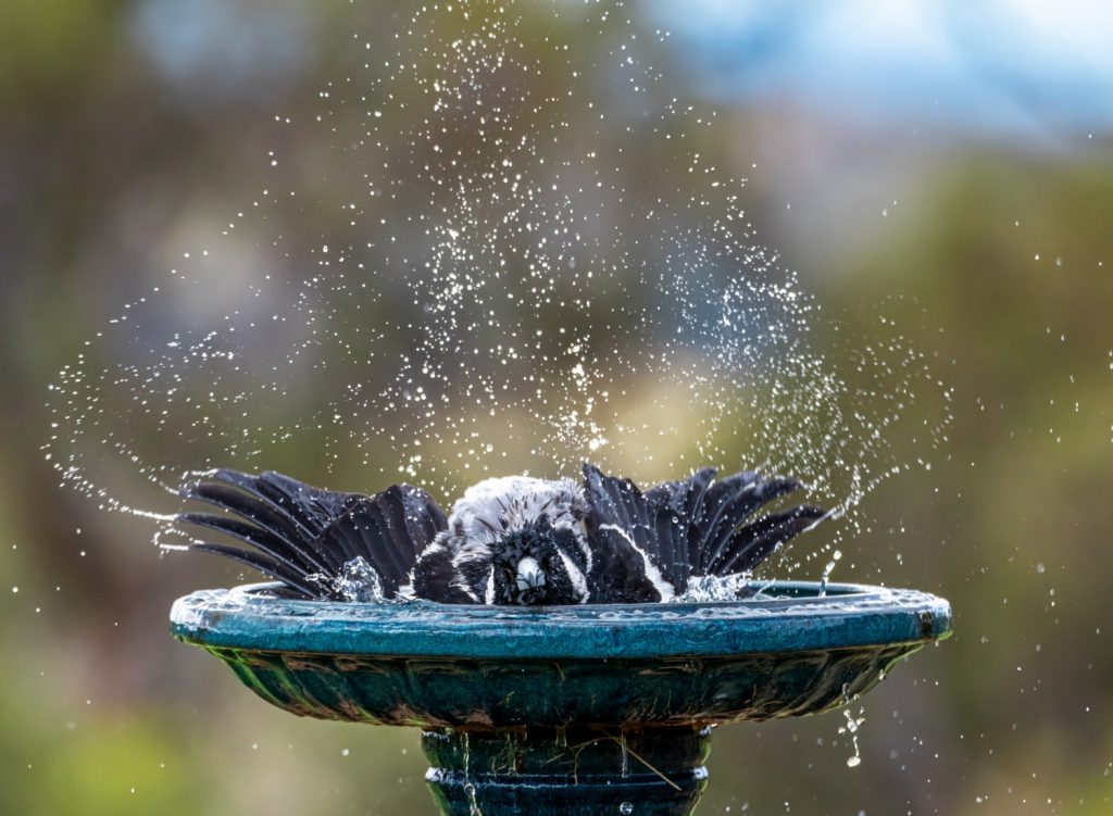 Bird in a bird bath