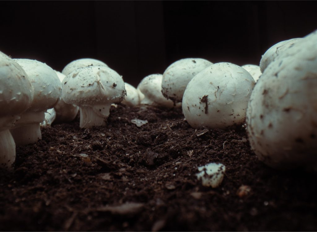 White mushrooms in soil