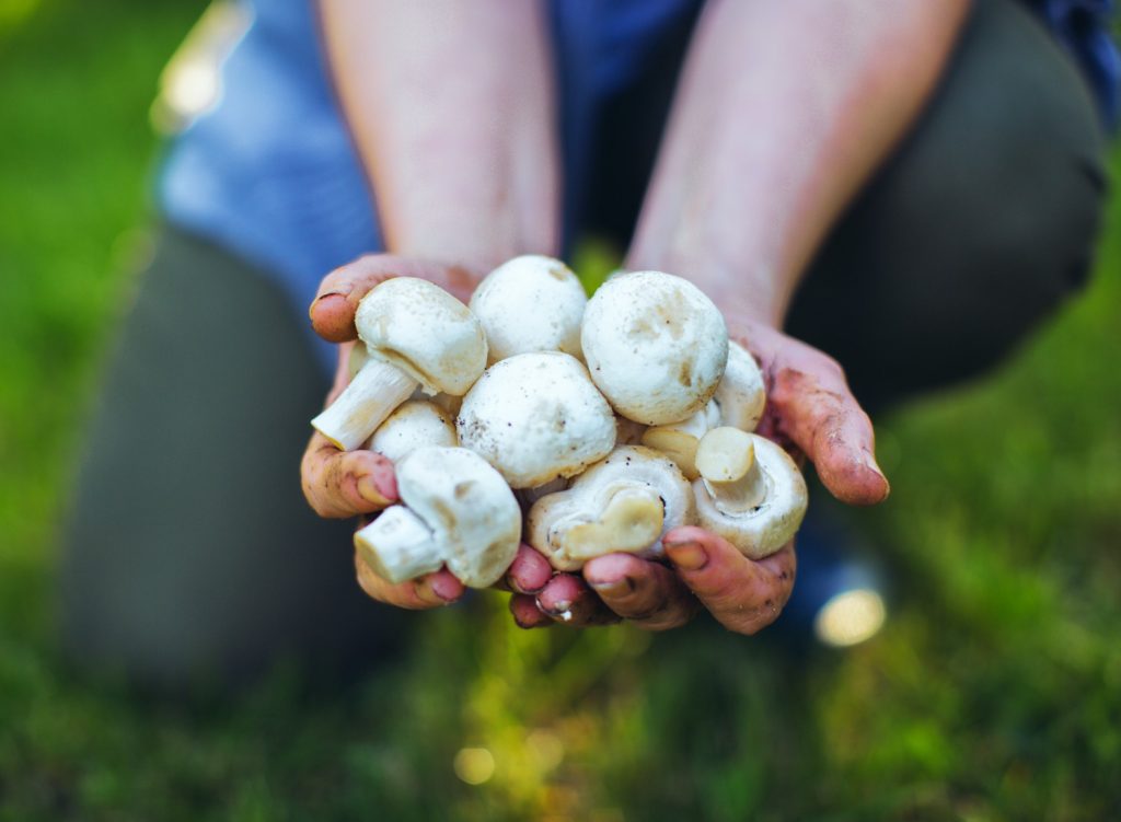 Woman holding freshly-picked mushrooms