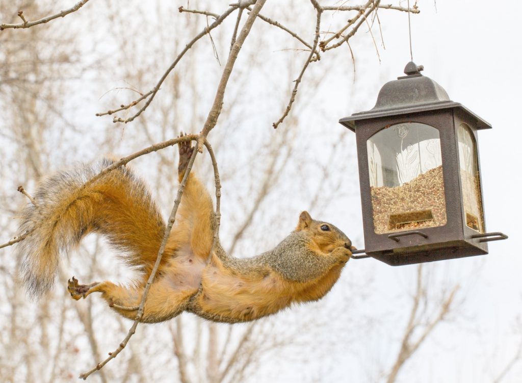 Squirrel reaching for a bird feeder