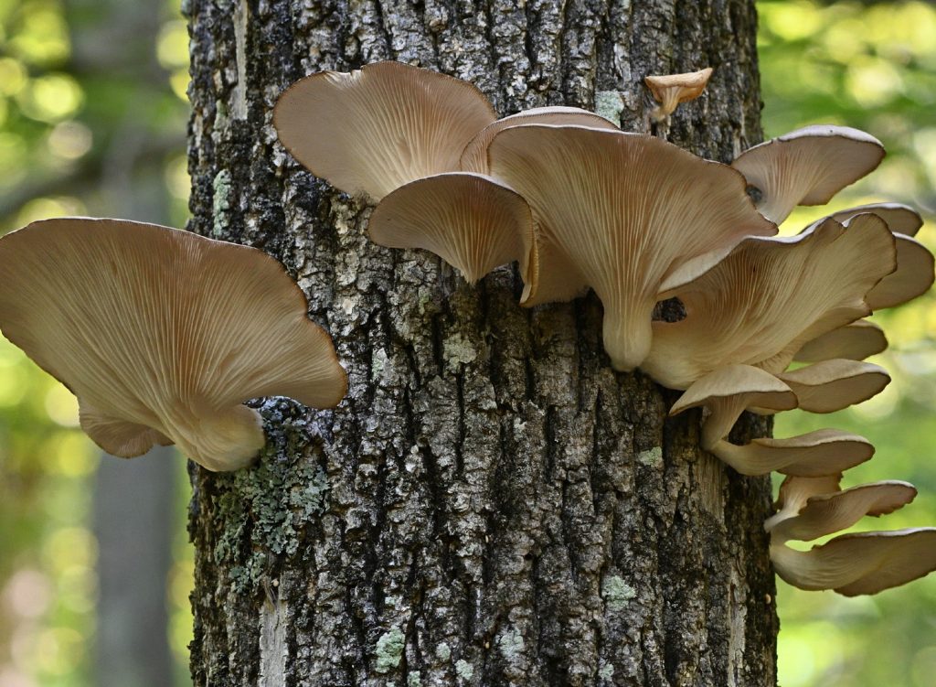 iStock-1424669598 Oyster mushrooms on a tree stump