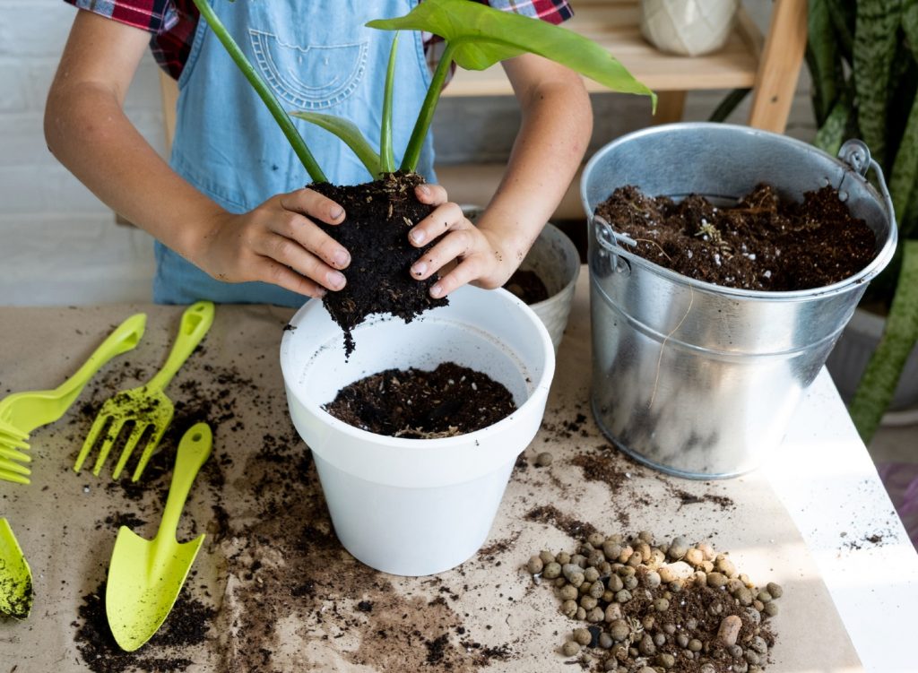 Child transplanting a plant
