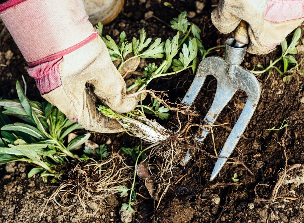 Person removing weeds from garden