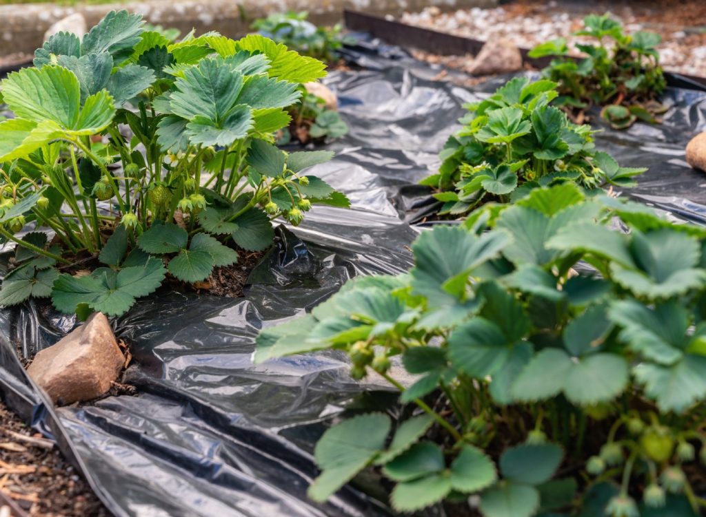 Garden tarp