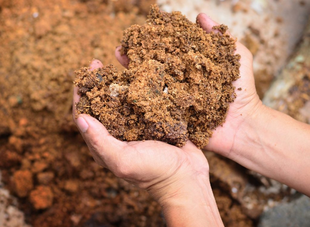 Person holding mushroom compost