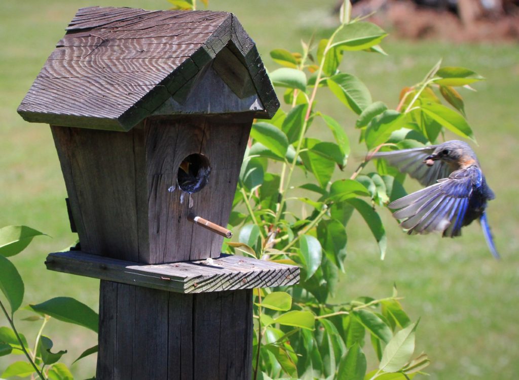 Bluebird flying by a bird house in 2024