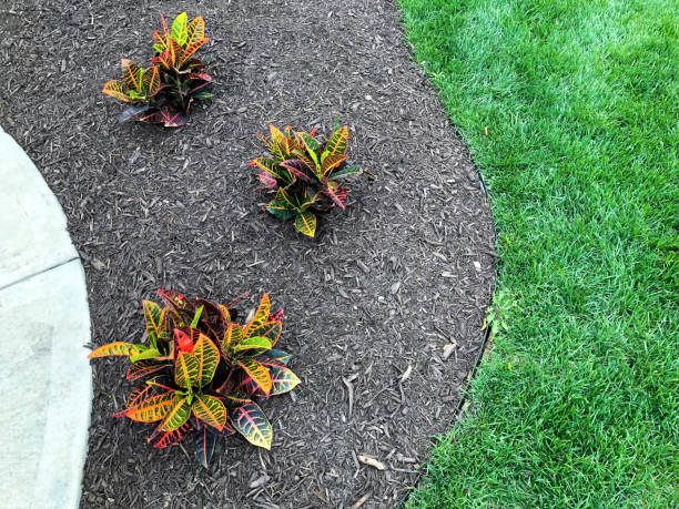 best black mulch dye