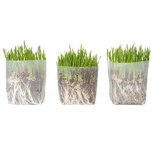 Window Garden Cat Grass Kit