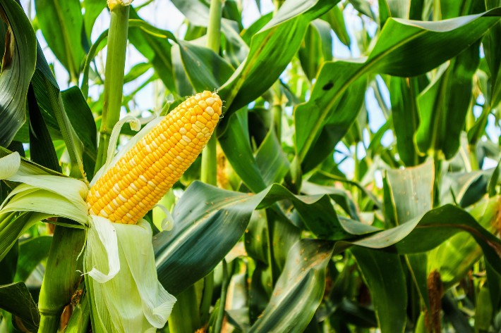 best corn seeds in 2024