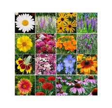 Eden Brothers All Perennial Wildflower Seed Mix