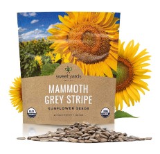 Sweet Yards Mammoth Sunflower Packet