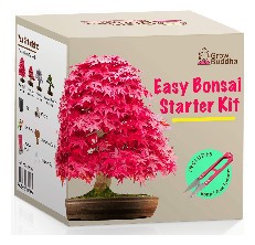 Grow Buddha Bonsai Tree Kit