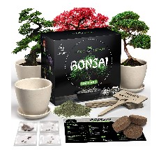 HOME GROWN Bonsai Tree Kit