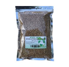 Magic Grow Wheatgrass Seeds