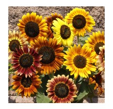 Outsidepride Sunflower Packet