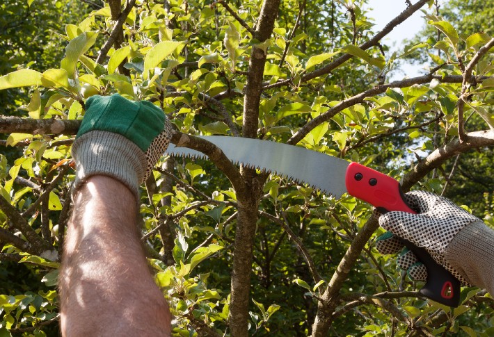 The Best Pruning Saw of 2024