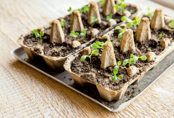 Two filled seed trays next to each other.