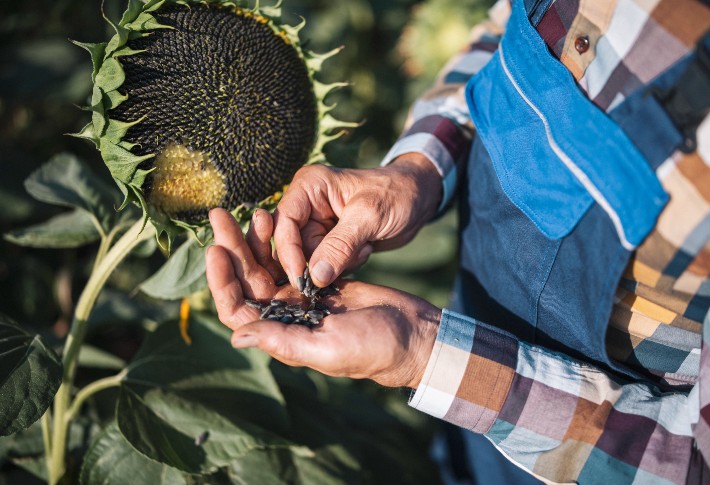 The Best Sunflower Seeds of 2024