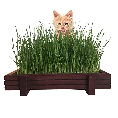 MicroGreen Cat Grass Kit