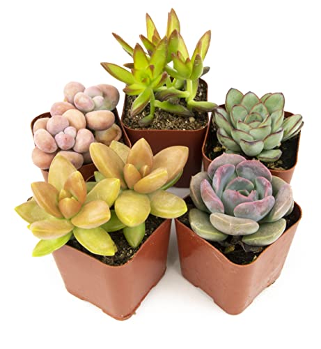 Altman Plants House Plants