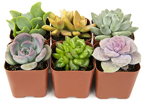 Succulents House Plants