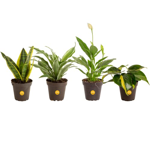 Costa Farms House Plants