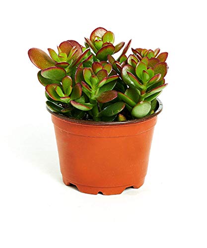 Shop Succulents House Plants