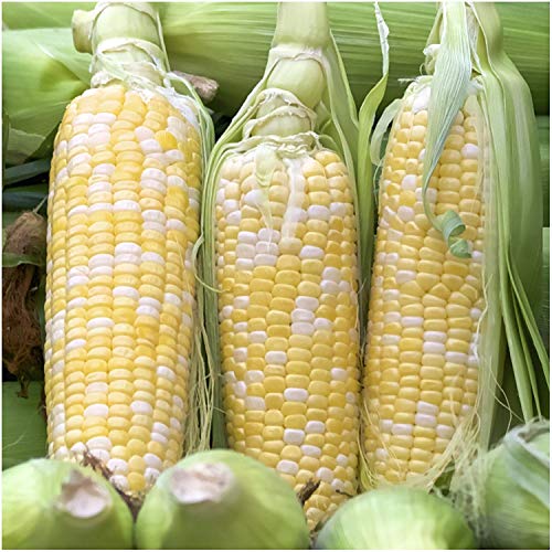 Seed Needs Sweet Corn
