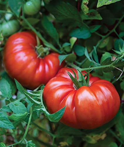 Burpee Tomato Seeds