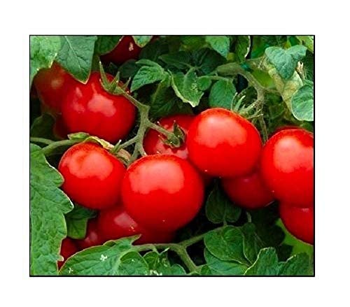 Instant Latch Cherry Tomato Seeds