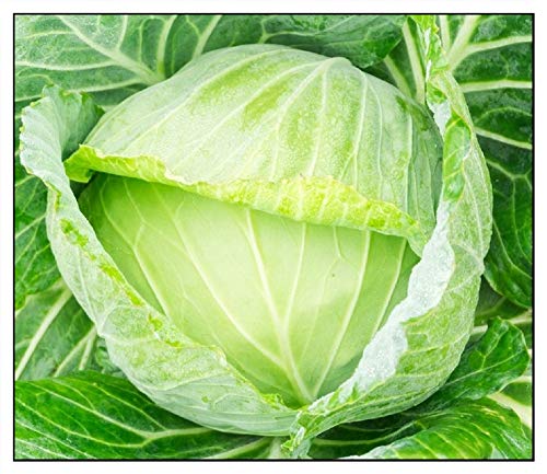 Instant Latch Cabbage Seeds
