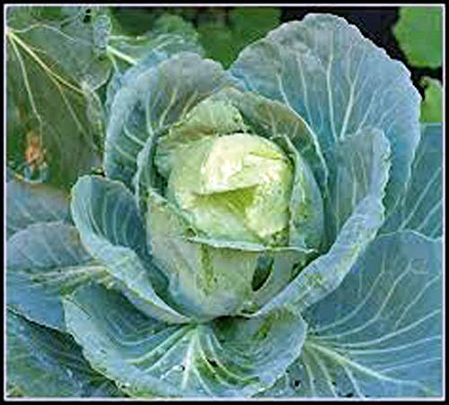 Country Creek Cabbage Seed