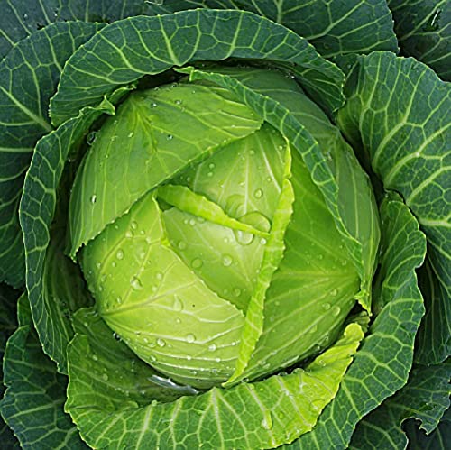 RattleFree Cabbage Seeds
