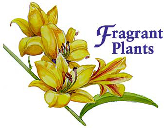 Fragrant Plants