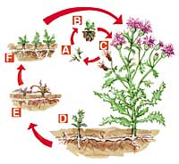 Perennial weed life cycle